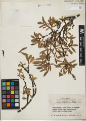 Foto von Salix kitaibeliana Willd.